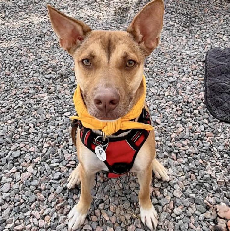 Johnny Ringo, Adoptable, Young Male Carolina Dog & Mixed Breed.