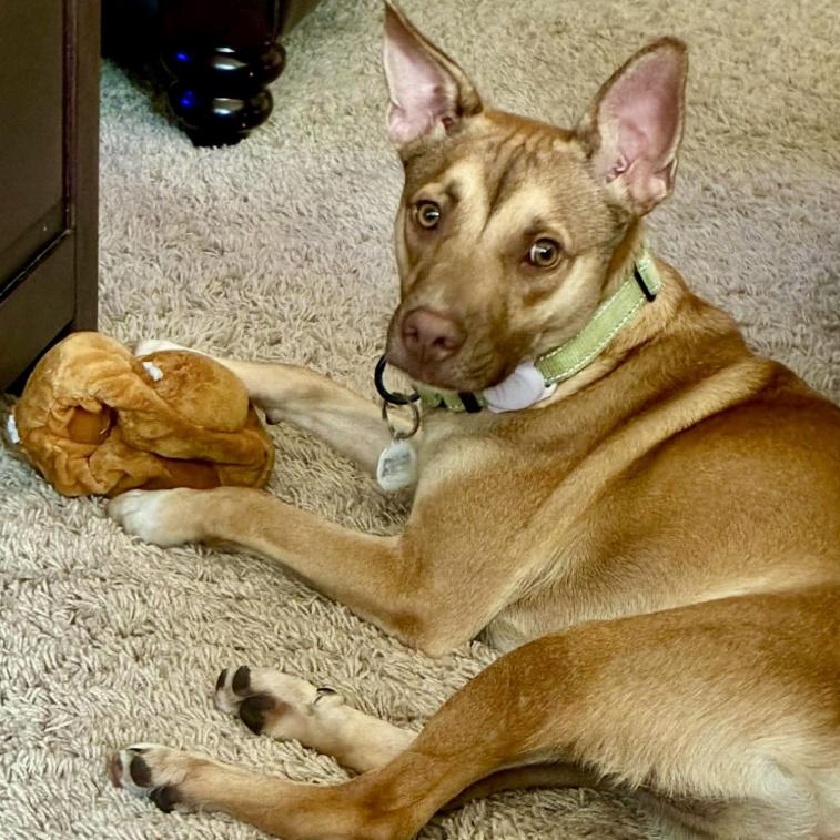 Johnny Ringo, ADOPTABLE, Young Male Carolina Dog & Mixed Breed.