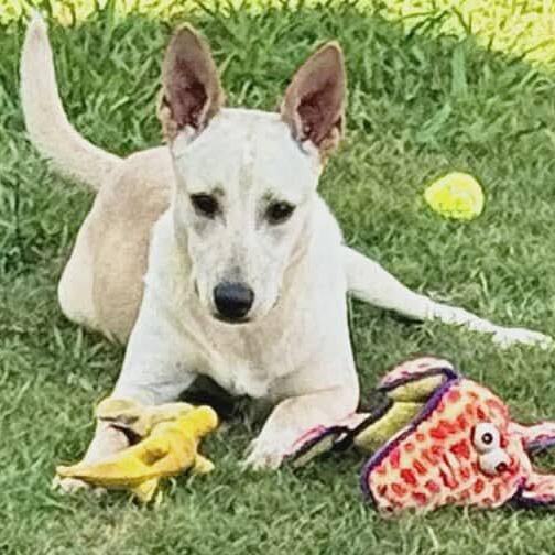 Hunter, adoptable, Adult Male Shepherd.