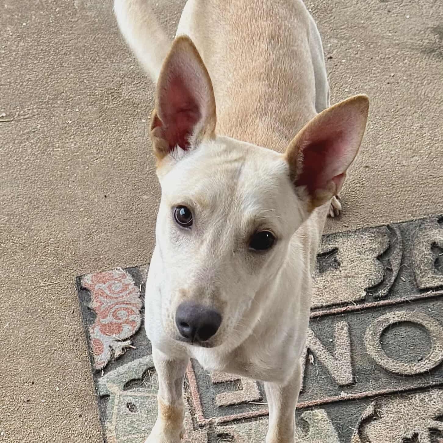 Hunter, an adoptable mixed breed in Hopkinton, MA image 3/5