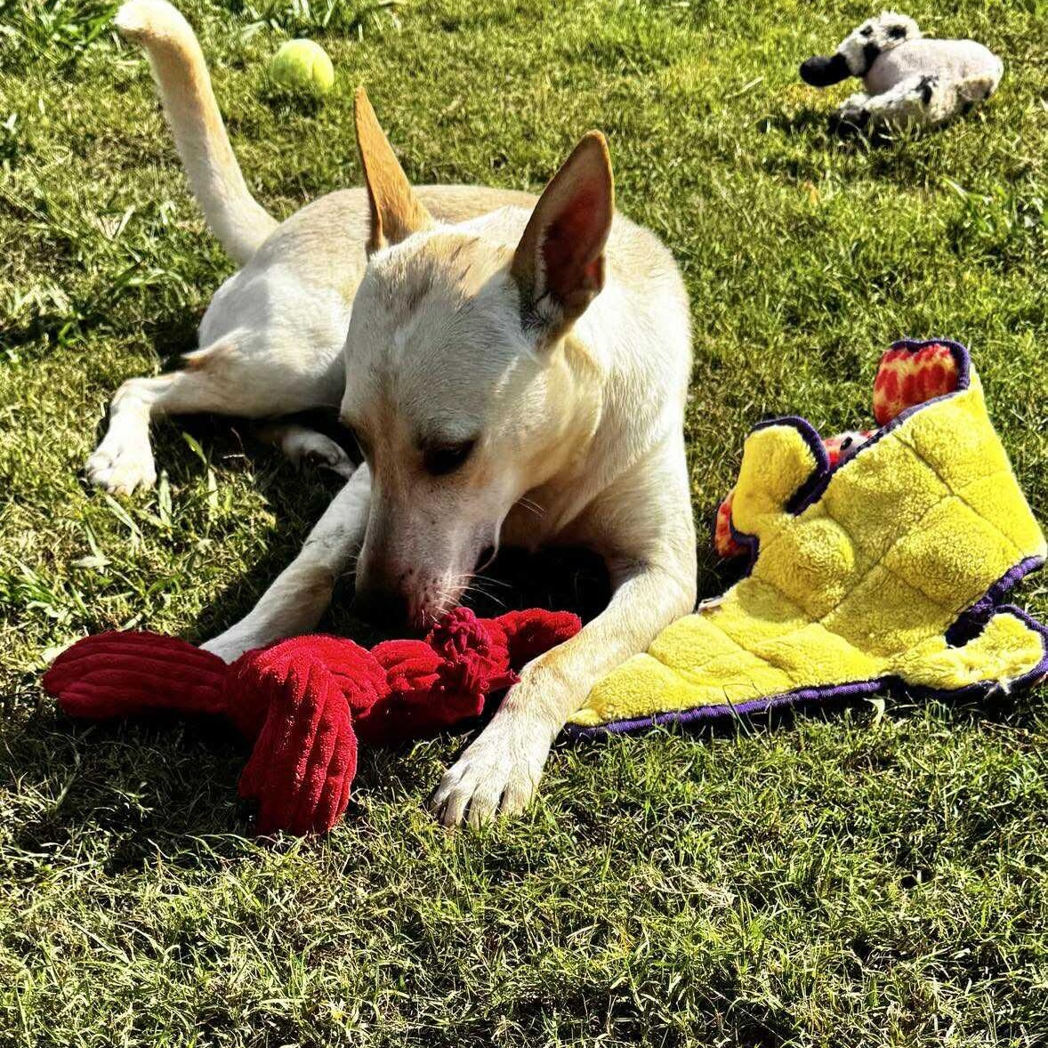 Hunter, an adoptable mixed breed in Hopkinton, MA image 4/5