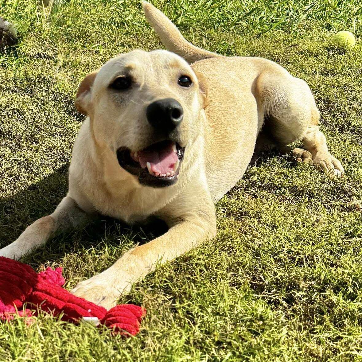 Hunter, an adoptable mixed breed in Hopkinton, MA image 5/5