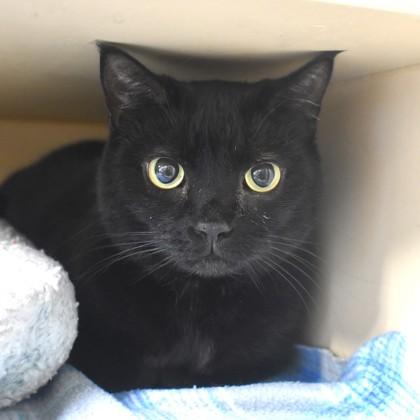 Enlarge Smudge, an adopted Domestic Short Hair in Flagstaff, AZ image 1/2