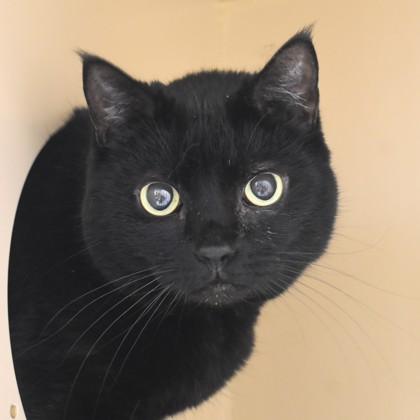 Enlarge Smudge, an adopted Domestic Short Hair in Flagstaff, AZ image 2/2