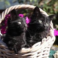 Fern (bonded with Fredo), Adoptable, Kitten Female Domestic Short Hair.