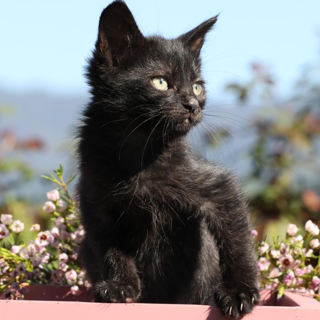 Enlarge Fern (bonded with Fredo), a Adoptable Domestic Short Hair in Santa Rosa, CA image 2/5
