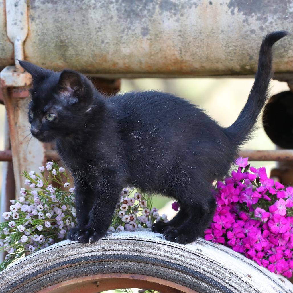 Enlarge Fern (bonded with Fredo), a Adoptable Domestic Short Hair in Santa Rosa, CA image 3/5