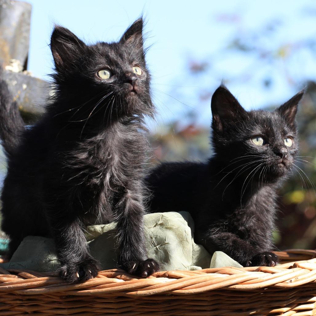 Enlarge Fern (bonded with Fredo), a Adoptable Domestic Short Hair in Santa Rosa, CA image 4/5