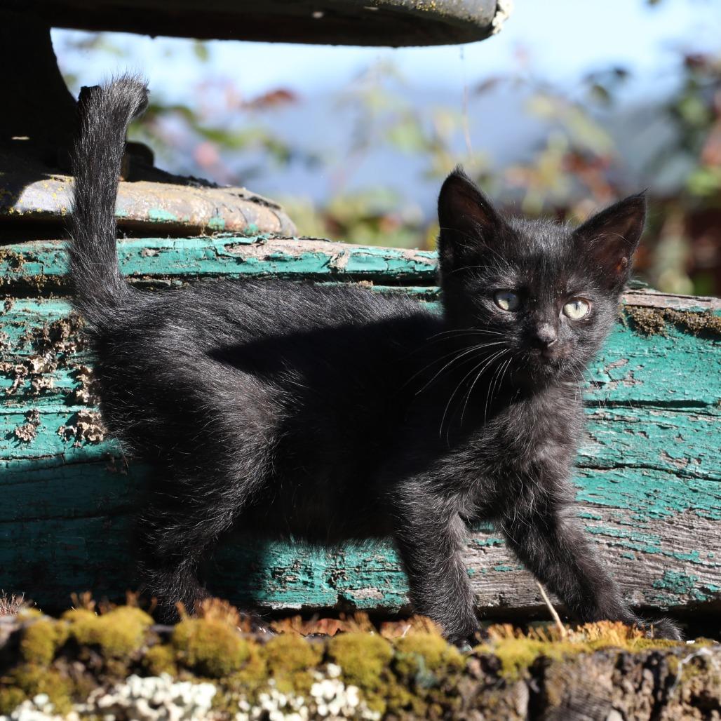 Enlarge Fern (bonded with Fredo), a Adoptable Domestic Short Hair in Santa Rosa, CA image 5/5
