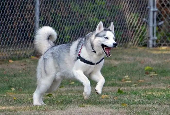Enlarge Jack OHD-178-25, a Adoptable Husky in Coupeville, WA image 1/6