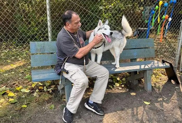 Enlarge Jack OHD-178-25, a Adoptable Husky in Coupeville, WA image 2/6