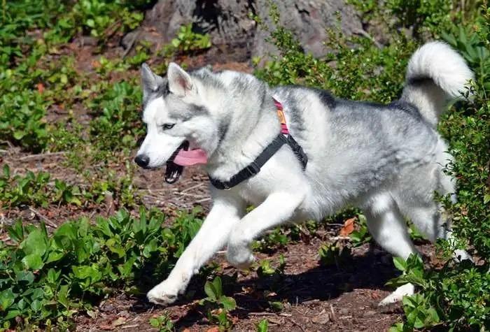 Enlarge Jack OHD-178-25, a Adoptable Husky in Coupeville, WA image 3/6