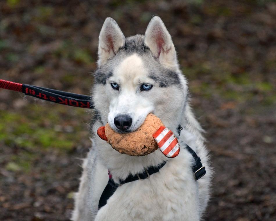 Enlarge Jack OHD-178-25, a Adoptable Husky in Coupeville, WA image 4/6