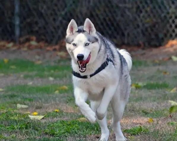 Enlarge Jack OHD-178-25, a Adoptable Husky in Coupeville, WA image 5/6