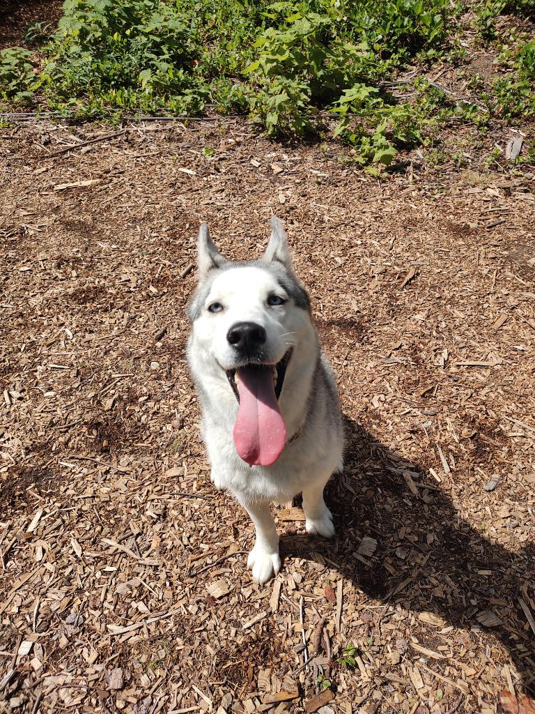 Enlarge Jack OHD-178-25, a Adoptable Husky in Coupeville, WA image 6/6