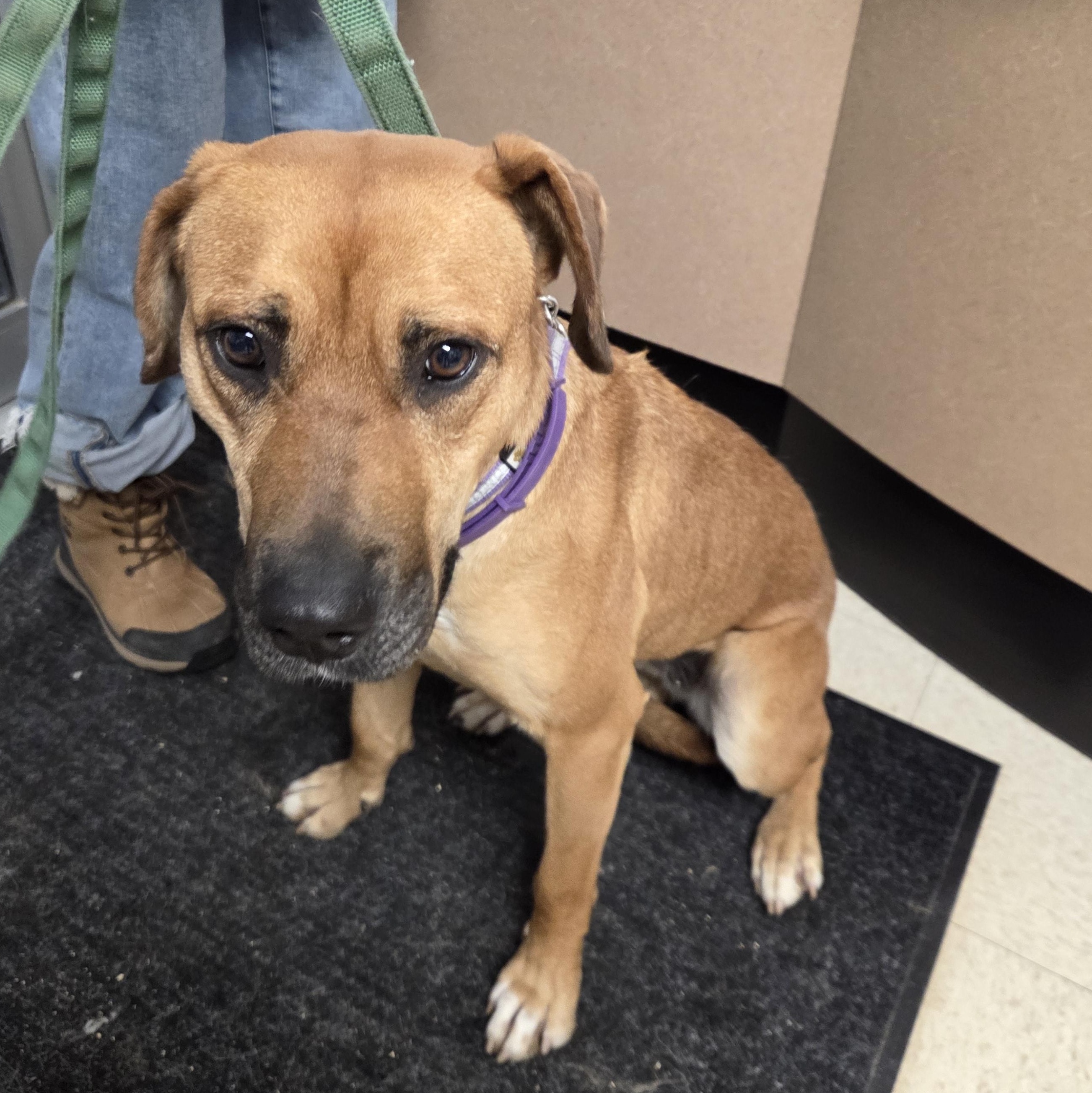 Enlarge Mera, an adopted Black Mouth Cur in Brooks, AB image 1/2