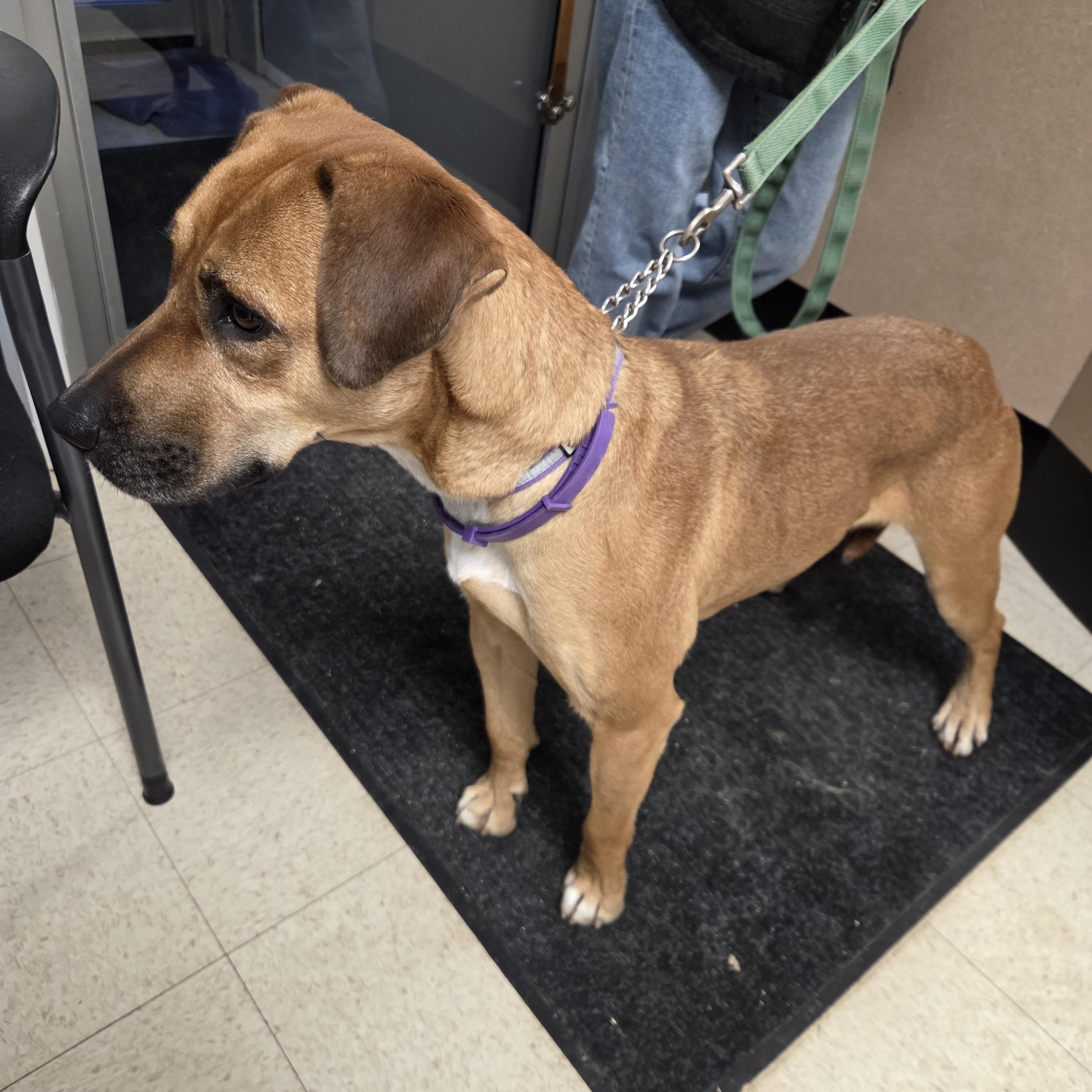 Enlarge Mera, an adopted Black Mouth Cur in Brooks, AB image 2/2