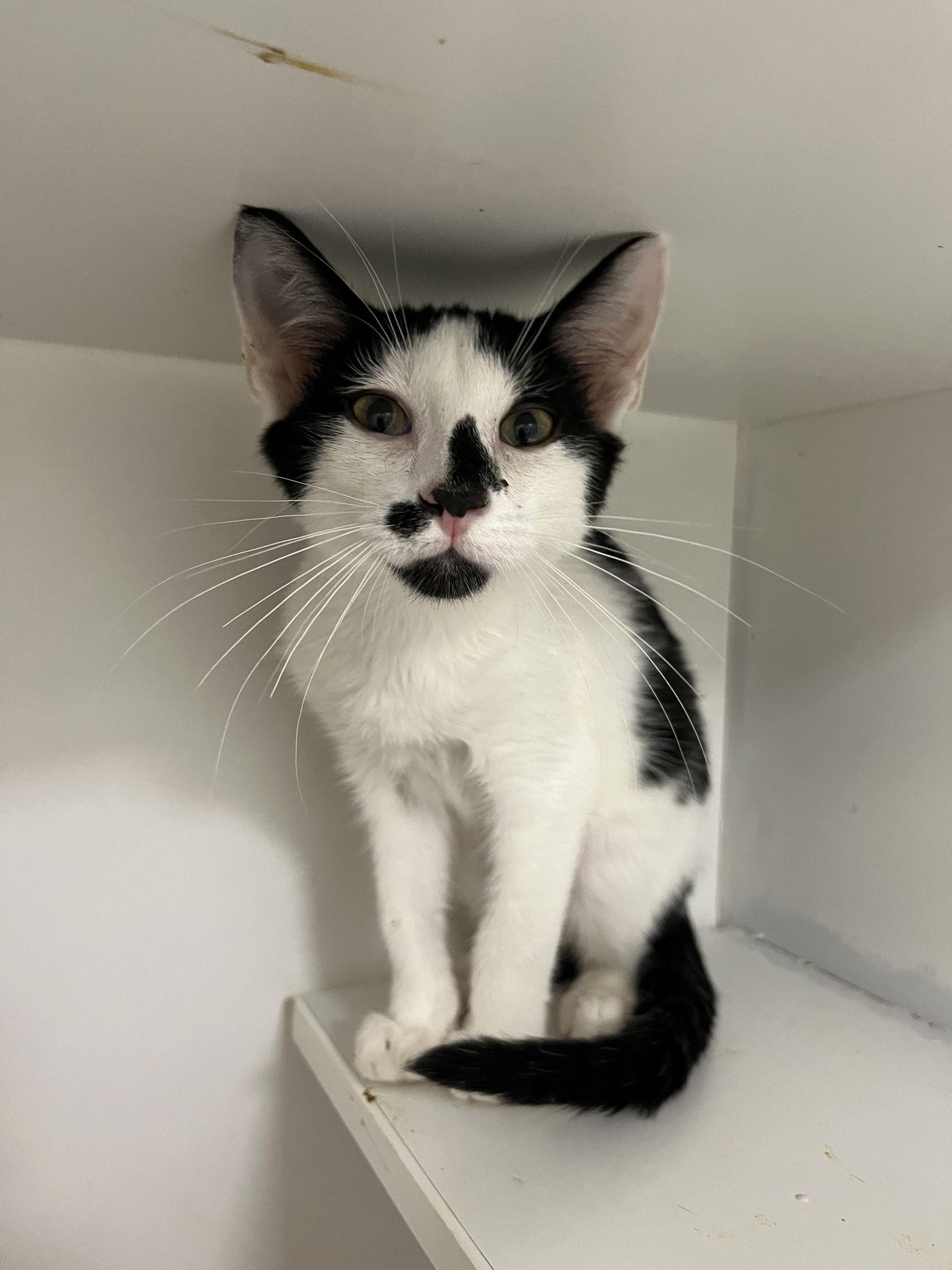 Quebec, Adoptable, Young Male Domestic Short Hair.