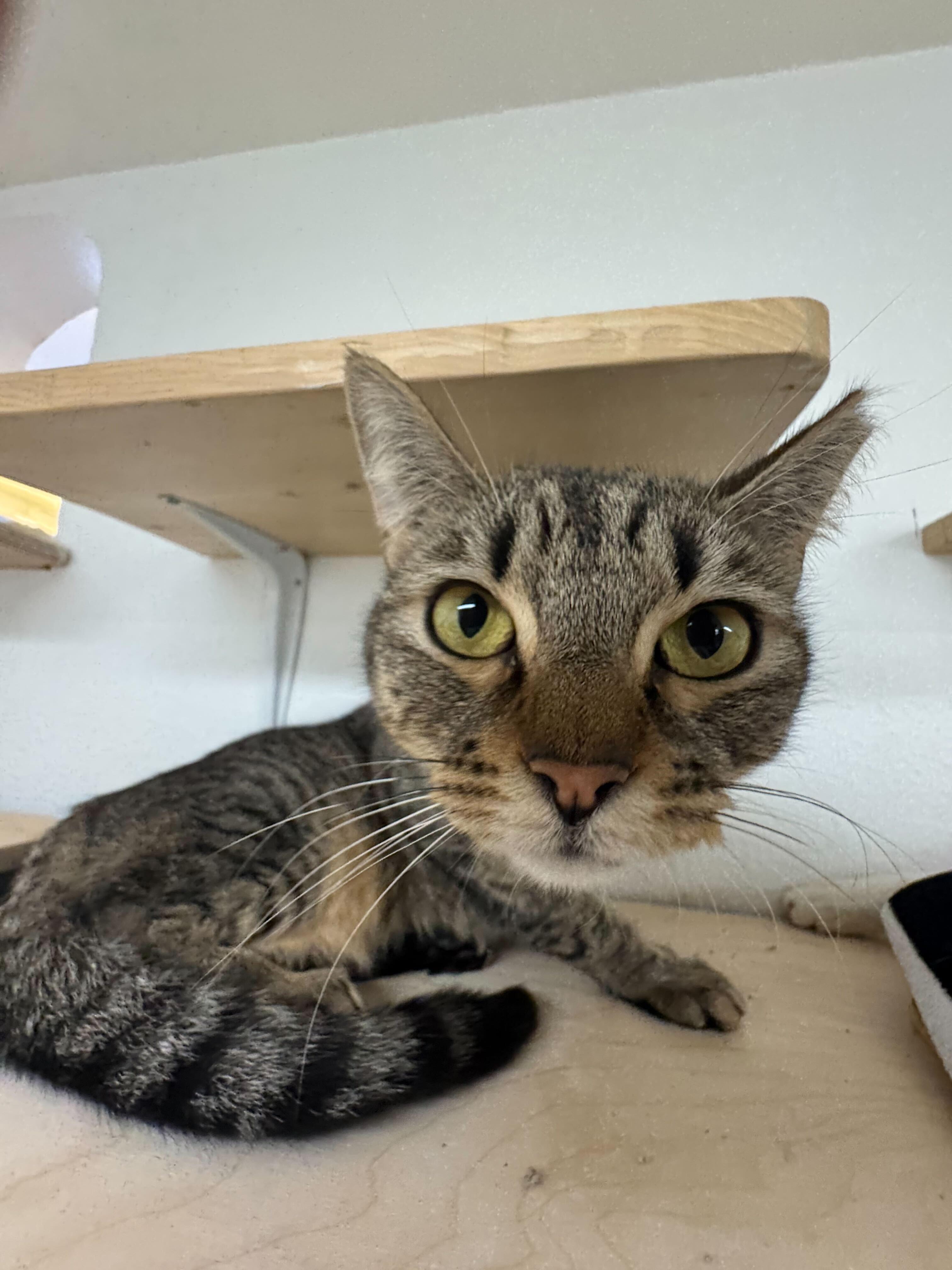 Isabel , ADOPTABLE, Young Female Domestic Short Hair.