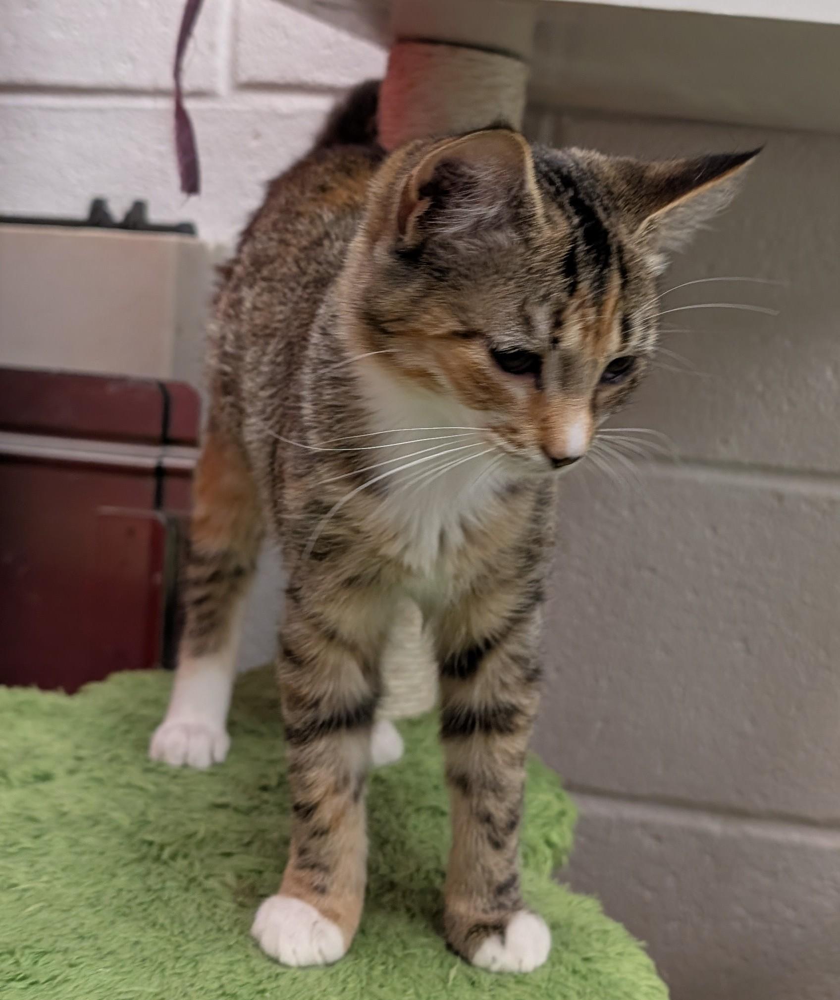 Enlarge Penny, a ADOPTABLE Domestic Short Hair in Smithfield, NC image 3/4