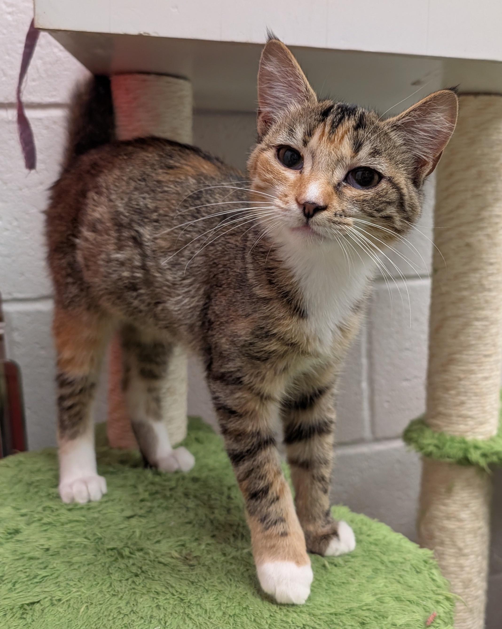 Penny, ADOPTABLE, Kitten Female Domestic Short Hair.