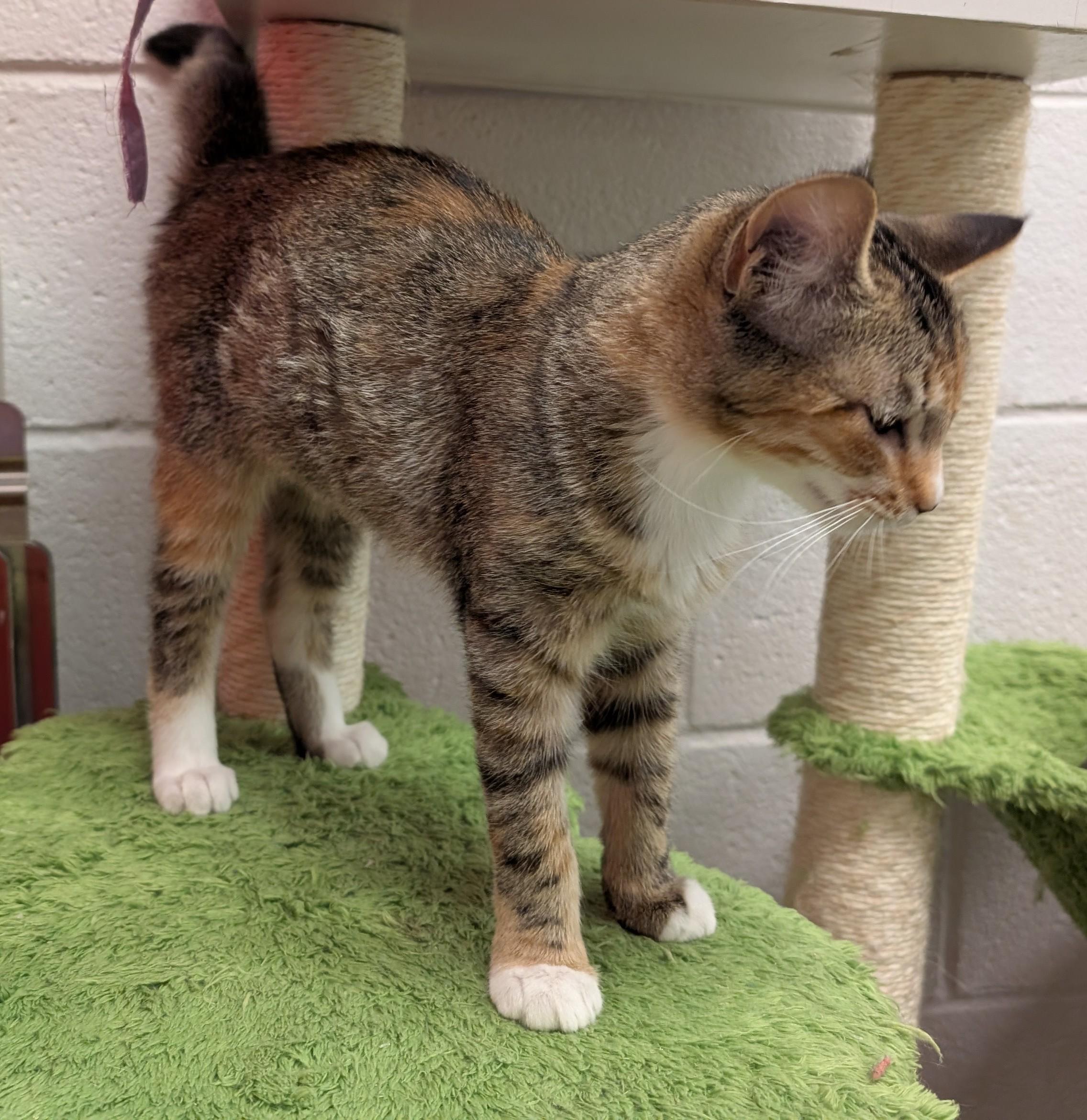 Enlarge Penny, a ADOPTABLE Domestic Short Hair in Smithfield, NC image 4/4