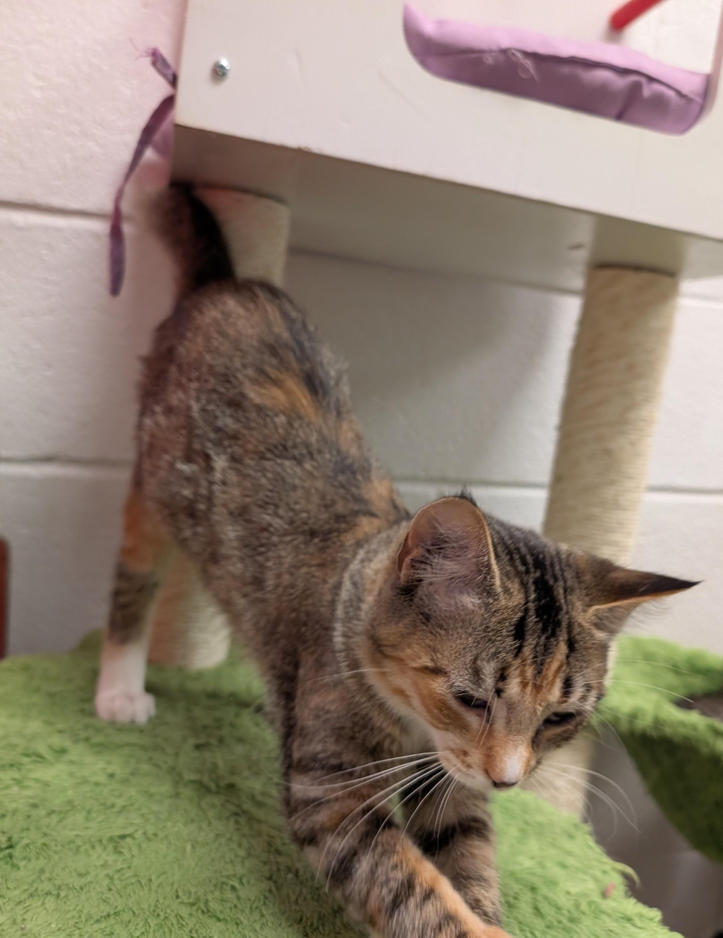 Enlarge Penny, a ADOPTABLE Domestic Short Hair in Smithfield, NC image 2/4