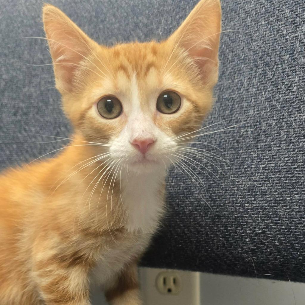 Franky, Adopted, Kitten Male Domestic Short Hair.