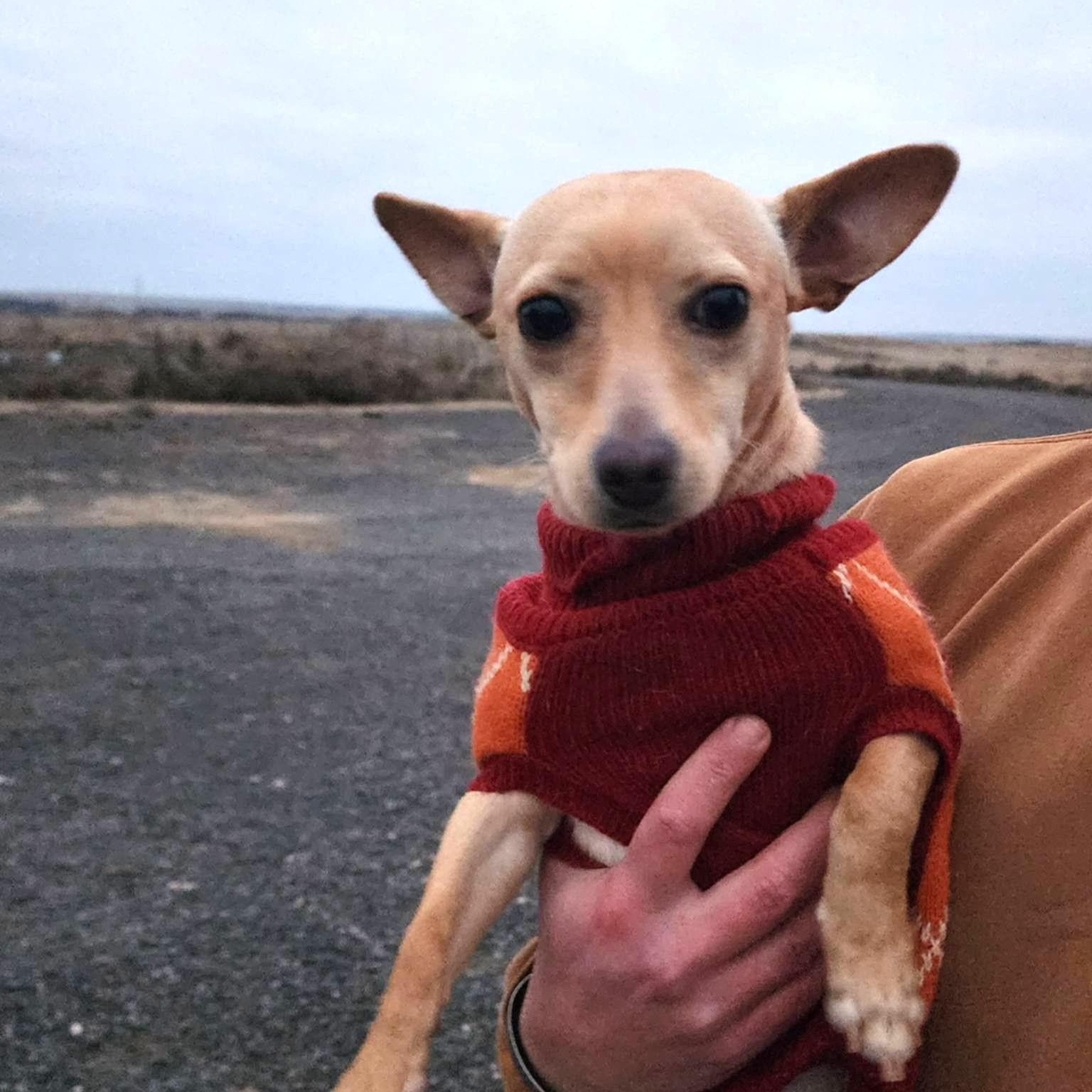 Austin , a Adoptable mixed breed in Marysville, WA image 1/6