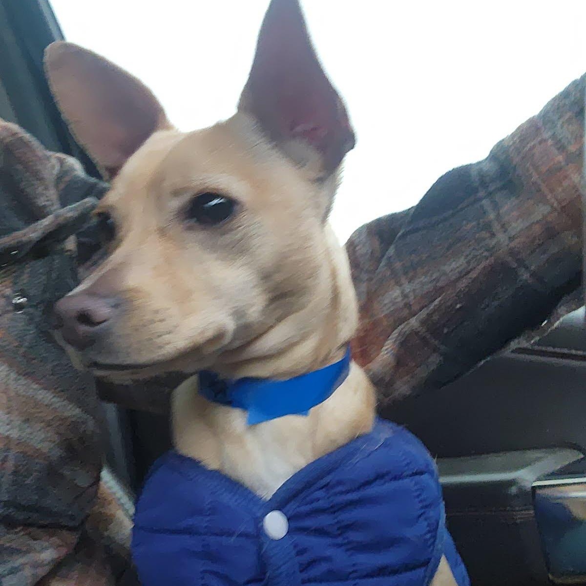 Austin , a Adoptable mixed breed in Marysville, WA image 4/6