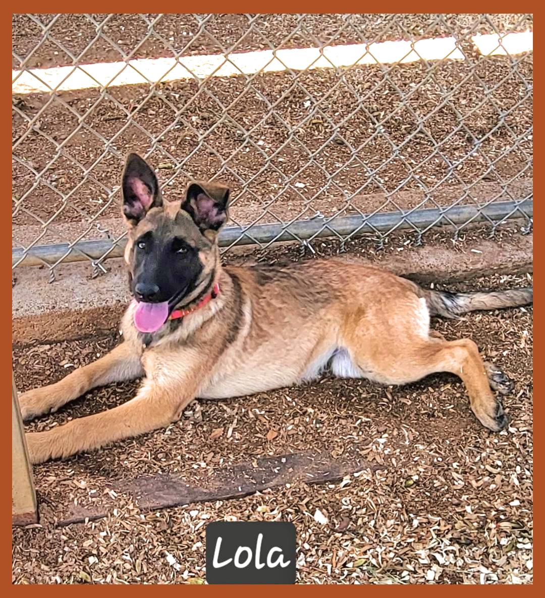Lola, adopted, Puppy Female Belgian Shepherd / Malinois.