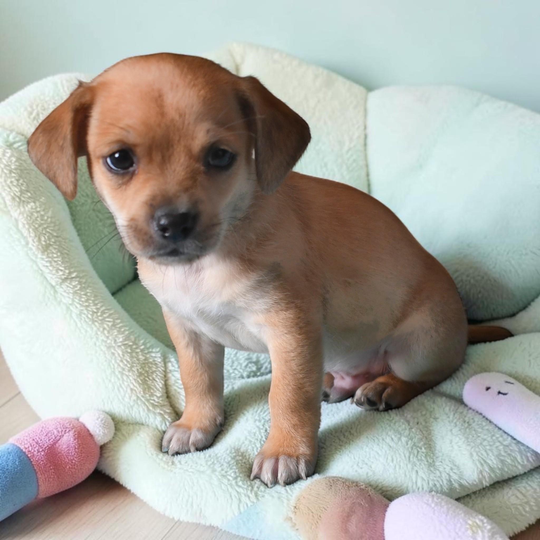 Enlarge Paxton, a Adopted mixed breed in Portland, OR image 2/2