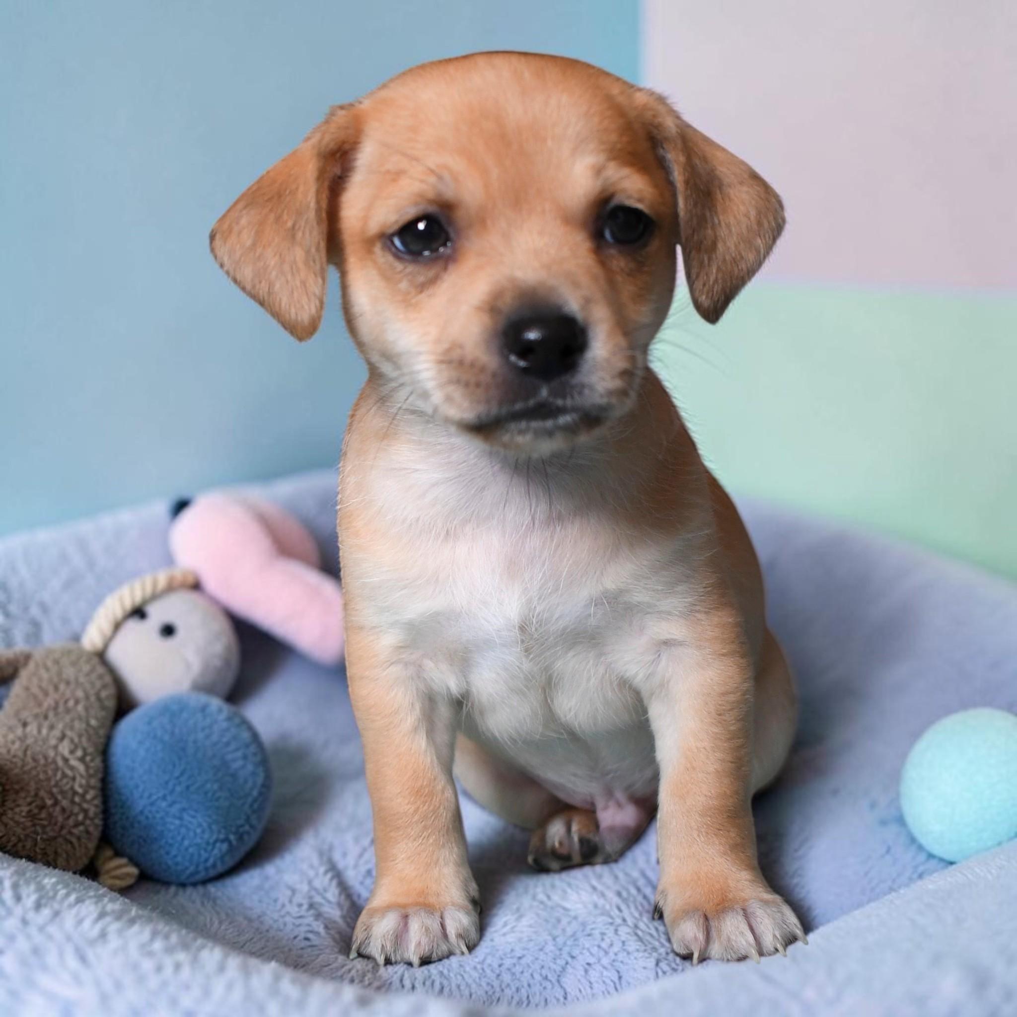 Paxton, Adopted, Young Male Chihuahua.