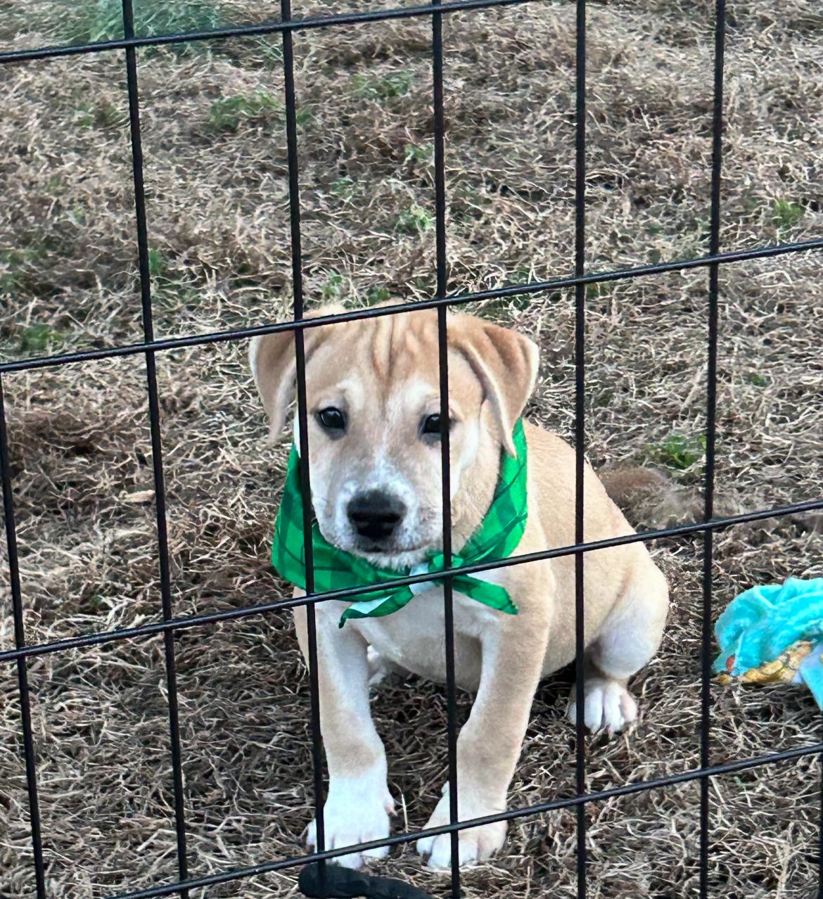 Moose — thumbnail 2