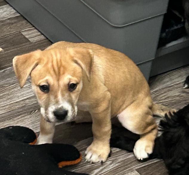 Moose — thumbnail 3