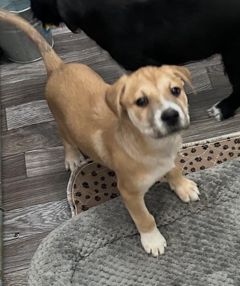 Moose — thumbnail 5