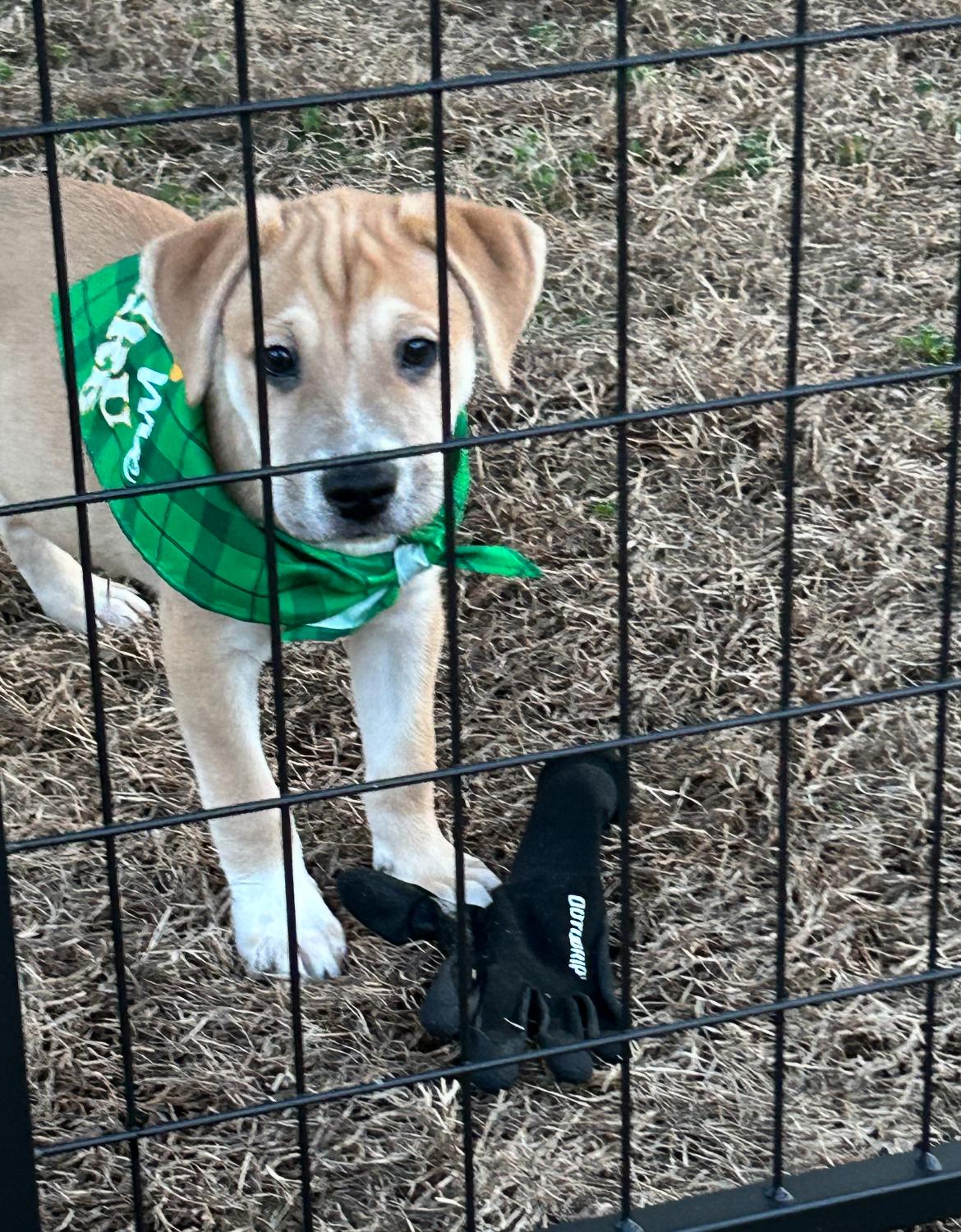 Moose — thumbnail 6