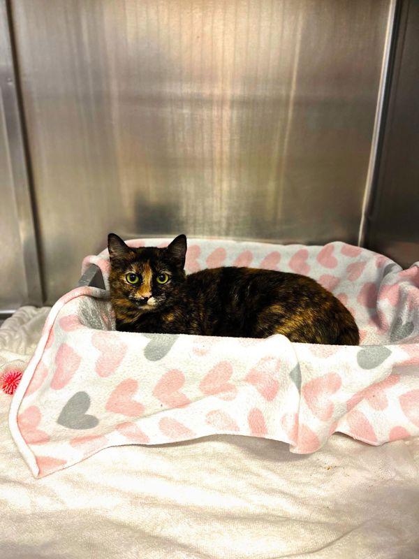 Coraline, Adoptable, Adult Female Domestic Short Hair.