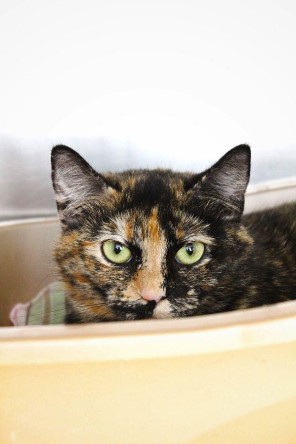 Coraline, a Adoptable mixed breed in Indiana, PA image 2/3