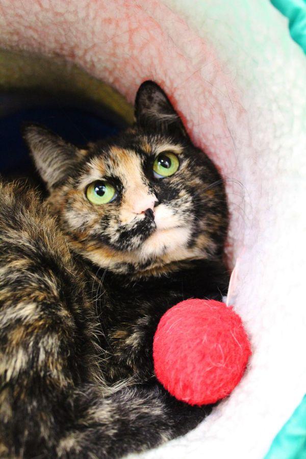 Coraline, a Adoptable mixed breed in Indiana, PA image 3/3