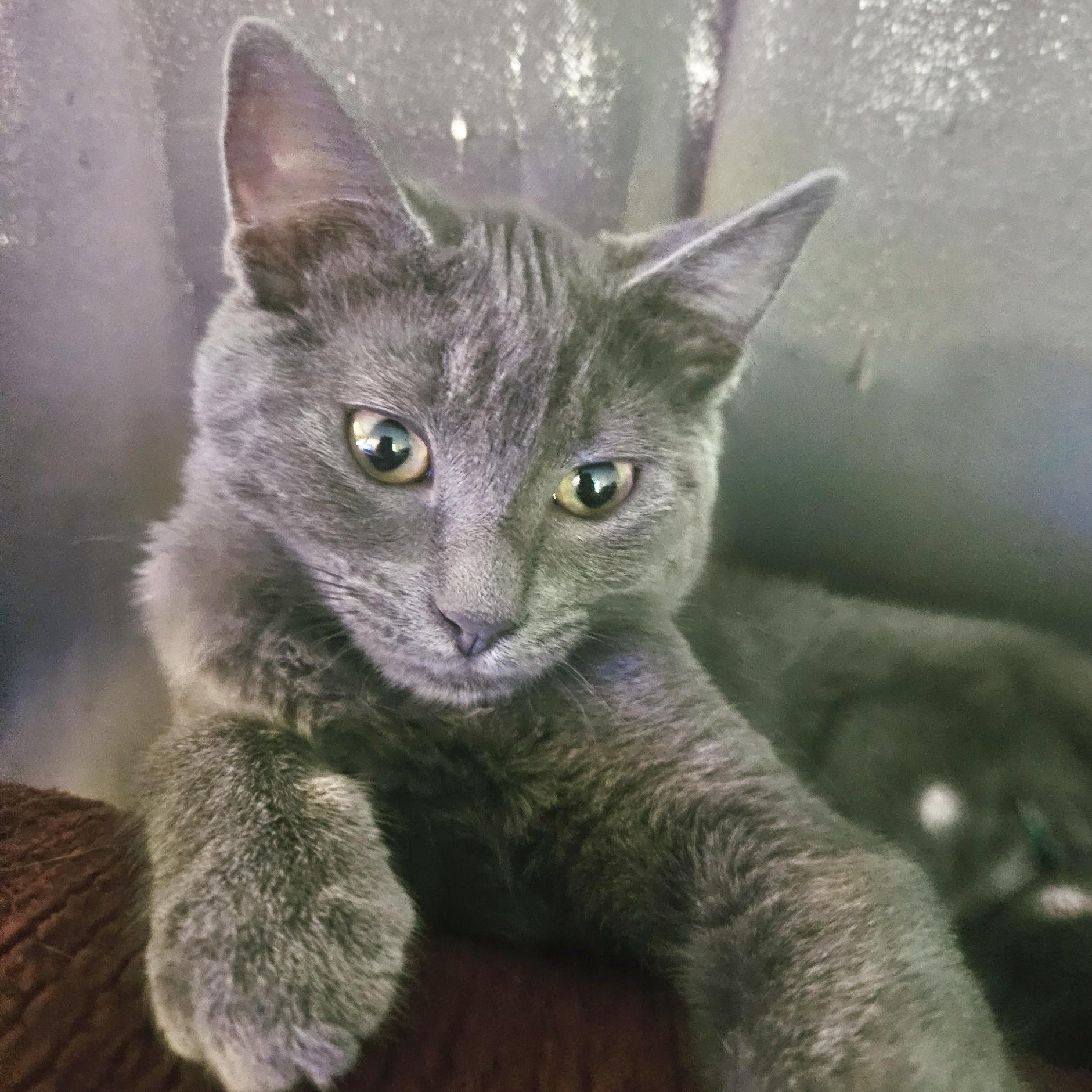 Miss Gray