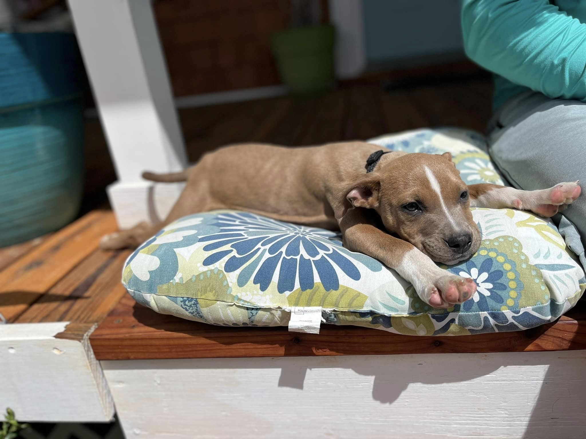 Dog for adoption Sienna, an American Staffordshire Terrier in