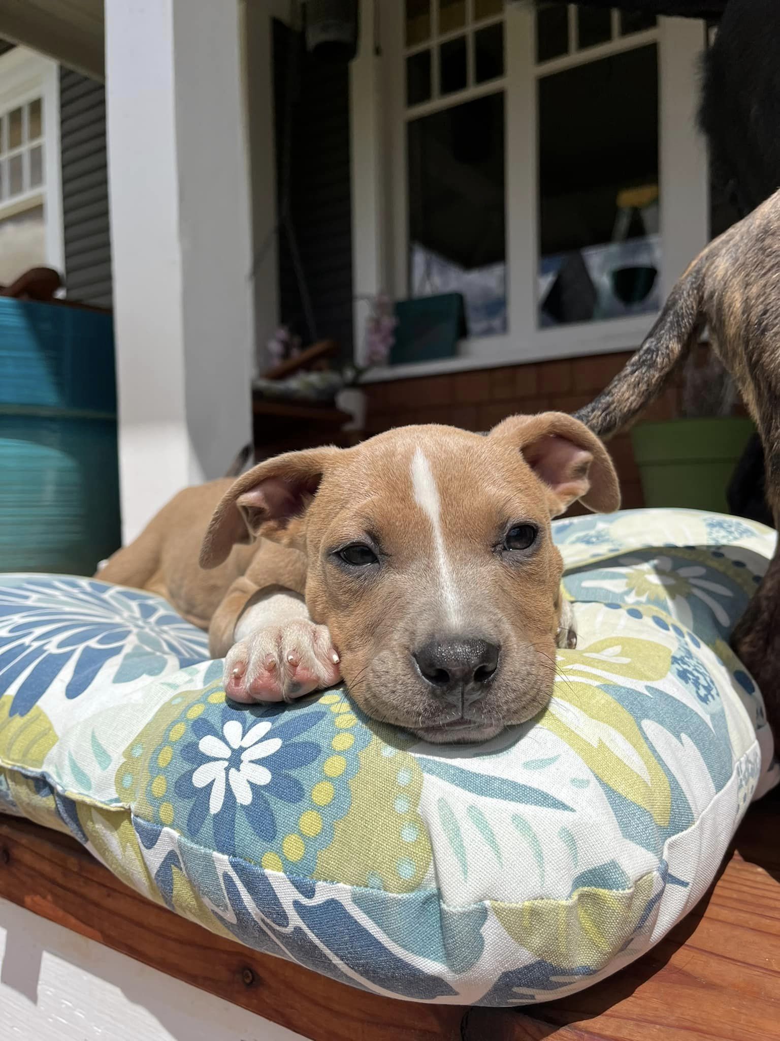 Dog for adoption Sienna, an American Staffordshire Terrier in