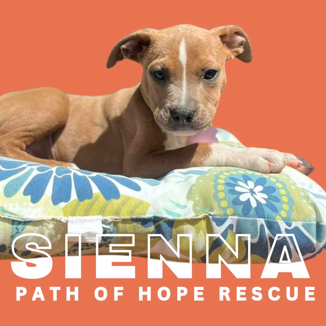 Dog for adoption Sienna, an American Staffordshire Terrier in
