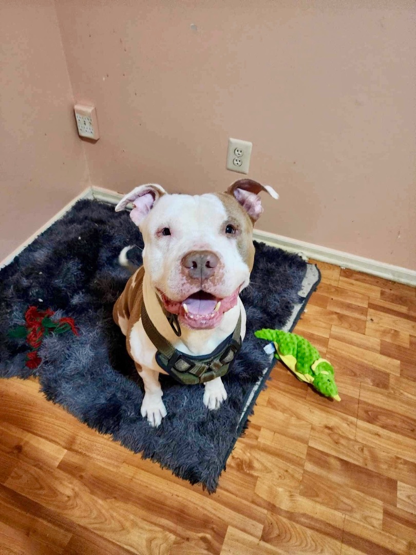 Nas, a Adoptable Staffordshire Bull Terrier in Staten Island, NY image 1/6