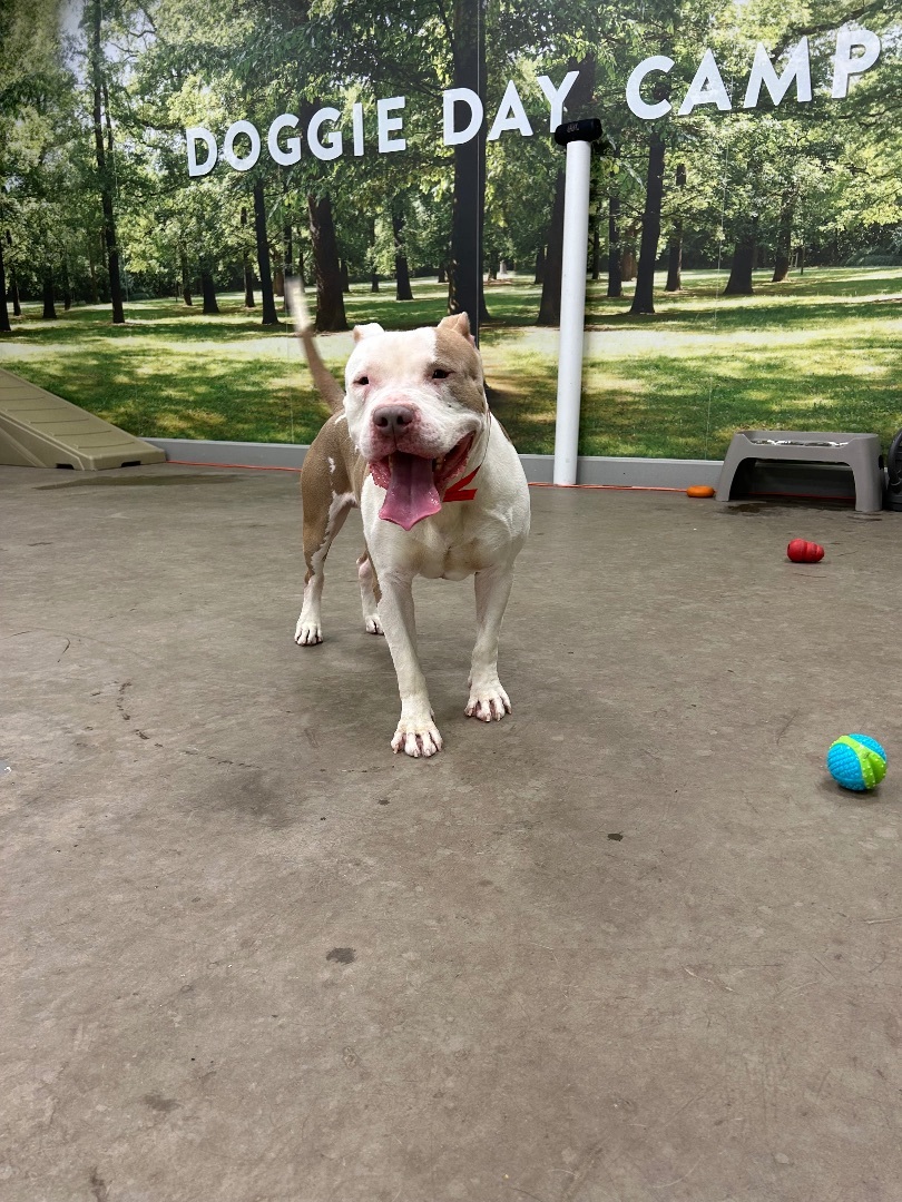 Nas, a Adoptable Staffordshire Bull Terrier in Staten Island, NY image 2/6