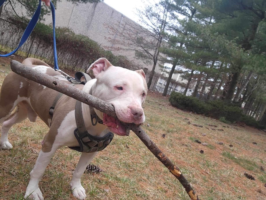 Nas, a Adoptable Staffordshire Bull Terrier in Staten Island, NY image 3/6