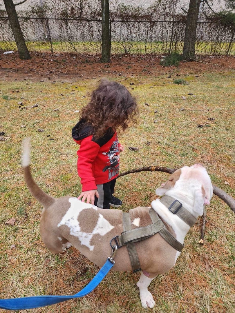 Nas, a Adoptable Staffordshire Bull Terrier in Staten Island, NY image 4/6
