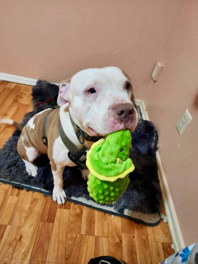 Nas, a Adoptable Staffordshire Bull Terrier in Staten Island, NY image 5/6