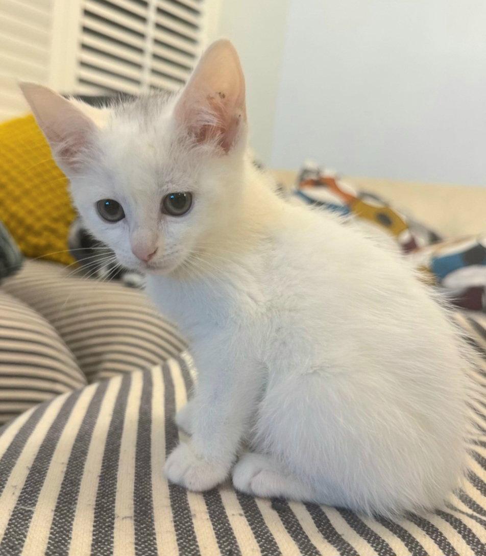 Marshmallow, Adoptable, Kitten Female Domestic Short Hair.